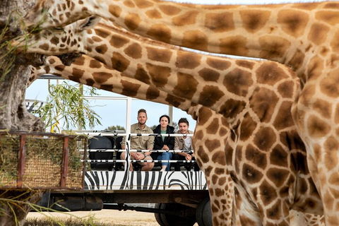 Early Morning Savannah Experience - Tourism Hervey Bay 3