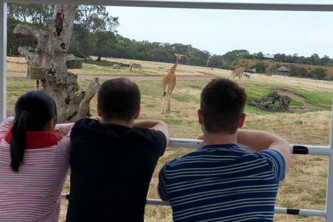 Off-Road Safari At Werribee Open Range Zoo - Hervey Bay Accommodation 4