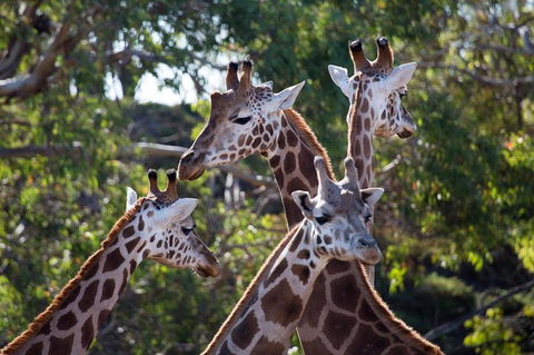 Werribee Open Range Zoo General Admission Ticket - Tourism Hervey Bay 0