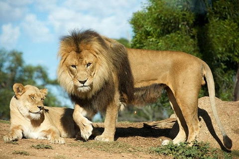 Werribee Open Range Zoo General Admission Ticket - Tourism Hervey Bay 1