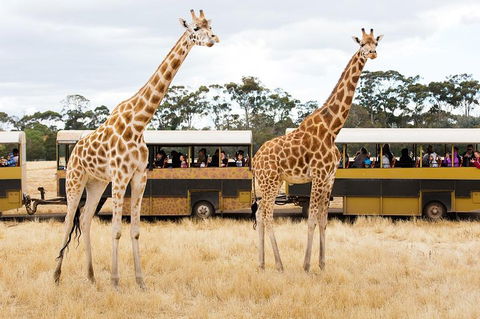 Werribee Open Range Zoo General Admission Ticket - Tourism Hervey Bay 2