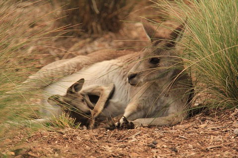Werribee Open Range Zoo General Admission Ticket - Tourism Hervey Bay 3