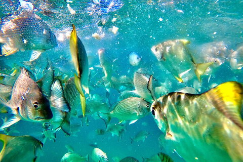 Moreton Island Day Trip (Kayak, Snorkel & Sandboard) Frm Brisbane Or Gold Coast - Tourism Hervey Bay 1