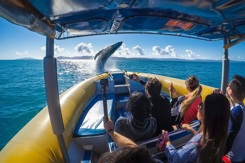 Ocean Rafting Tour To Whitehaven Beach, Hill Inlet Lookout & Top Snorkel Spots - Hervey Bay Accommodation 4