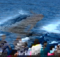 Tangalooma Island Resort Whale Watching Day Cruise - Tourism Hervey Bay