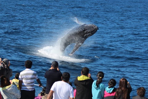 Tangalooma Island Resort Whale Watching Day Cruise With Dolphin Viewing - Tourism Hervey Bay 1