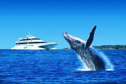 Tangalooma Island Resort Whale Watching Day Cruise With Dolphin Viewing - Tourism Hervey Bay 2