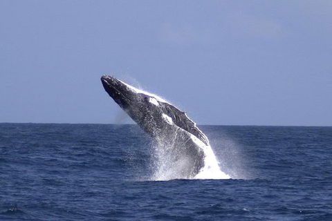 Tangalooma Island Resort Whale Watching Day Cruise With Dolphin Viewing - Tourism Hervey Bay 4