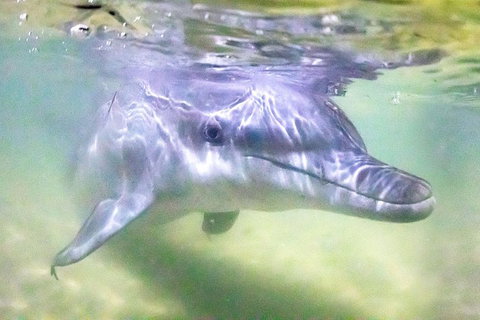 Tangalooma Island Resort Whale Watching Day Cruise With Dolphin Feeding - Hervey Bay Accommodation 0