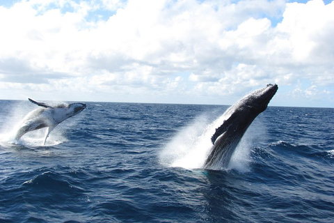 Tangalooma Island Resort Whale Watching Day Cruise With Dolphin Feeding - Hervey Bay Accommodation 1