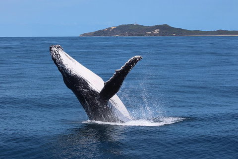 Tangalooma Island Resort Whale Watching Day Cruise With Dolphin Feeding - Hervey Bay Accommodation 3