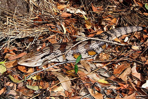 Hartley's Crocodile Adventures General Entry Ticket - Tourism Hervey Bay 5