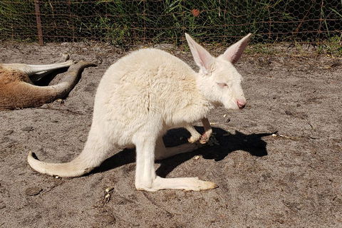 Very Best Of Perth Tour - Wildlife Park & City Highlights Tour - Hervey Bay Accommodation 3