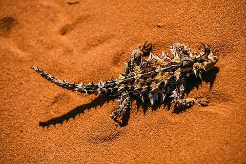 Pinnacles Sunset Dinner And Stargazing Experience A Small Group Tour - Hervey Bay Accommodation 5