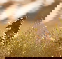 Sunset Blue Mountains Wilderness  Wildlife Tour without the crowds - Hervey Bay Accommodation