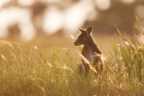 Sunset Blue Mountains Wilderness & Wildlife Tour Without The Crowds - Hervey Bay Accommodation 0