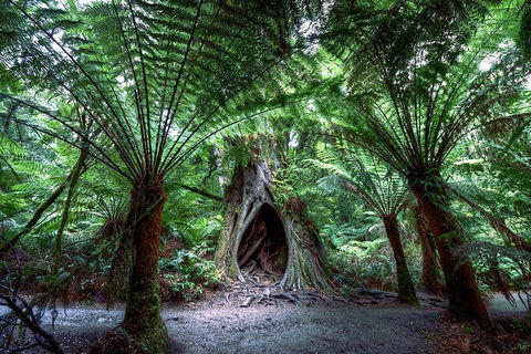 Small-Group Great Ocean Road And 12 Apostles Full-Day Tour From Melbourne - Tourism Hervey Bay 4