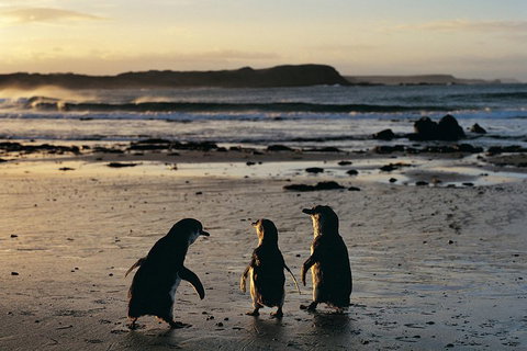 Small-Group Phillip Island Day Trip From Melbourne With Penguin Plus Viewing - Hervey Bay Accommodation 2