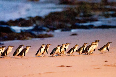Small-Group Phillip Island Day Trip From Melbourne With Penguin Plus Viewing - Hervey Bay Accommodation 4