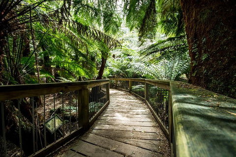Small-Group Great Ocean Road Experience And Surf Coast Tour - Tourism Hervey Bay 1