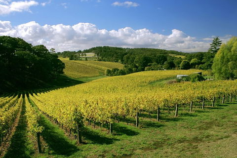 McLaren Vale And Glenelg Wine Tasting And Sightseeing (Half-day Afternoon) - Tourism Hervey Bay 4