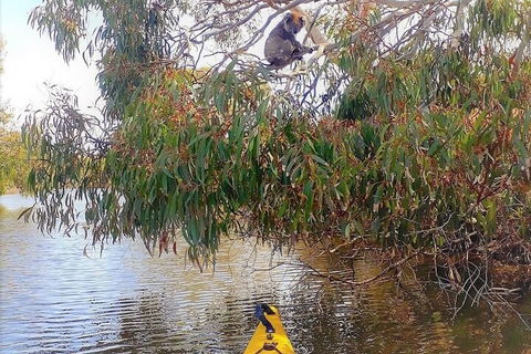 Kangaroo Island Self-Guided Kayaking On The Harriet River - Hervey Bay Accommodation 4