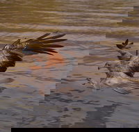 Litchfield and Jumping Crocodiles Full Day Trip from Darwin - Hervey Bay Accommodation