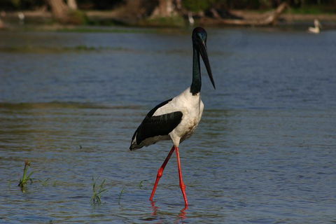 Litchfield And Jumping Crocodiles Full Day Trip From Darwin - Hervey Bay Accommodation 1