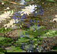 Yellow Water Cruise - Kakadu - Hervey Bay Accommodation