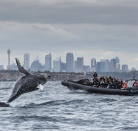 Sydney Whale-Watching by Speed Boat - Hervey Bay Accommodation