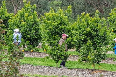 Dandenong Ranges And Rayners Orchard Tour From Melbourne - Hervey Bay Accommodation 2