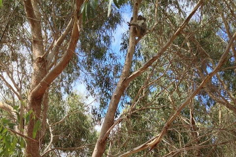 Kangaroo Island 4WD Tour - Best Of KI In 2 Days - Hervey Bay Accommodation 0