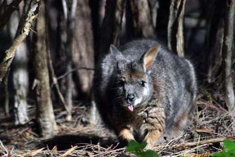 Small-Group Kangaroo Island 4WD Night Tour - Hervey Bay Accommodation 1