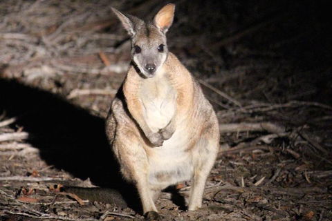 Small-Group Kangaroo Island 4WD Night Tour - Hervey Bay Accommodation 3