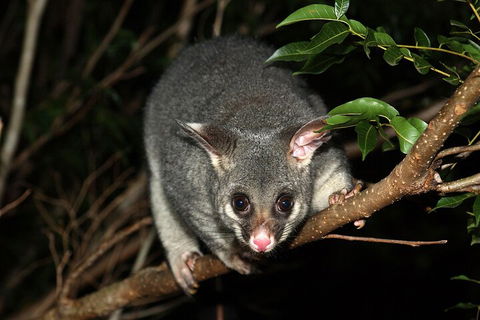 Small-Group Kangaroo Island 4WD Night Tour - Hervey Bay Accommodation 5