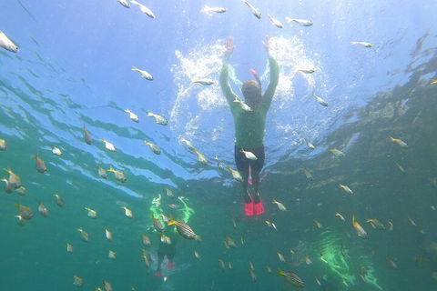 Manly Snorkel Trip And Nature Walk With Local Guide - Tourism Hervey Bay 0