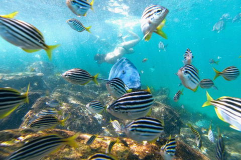 Manly Snorkel Trip And Nature Walk With Local Guide - Tourism Hervey Bay 2