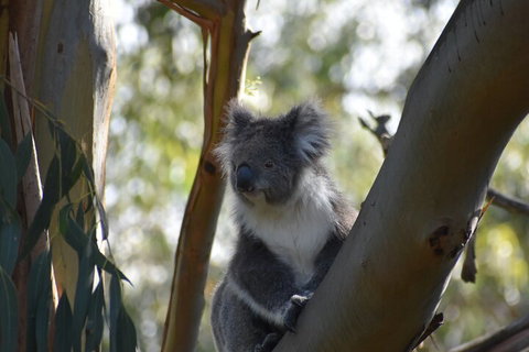 Healesville Sanctuary And Phillip Island Wildlife Bus Tour - Tourism Hervey Bay 0