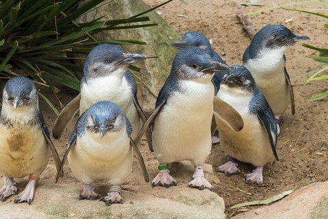 Healesville Sanctuary And Phillip Island Wildlife Bus Tour - Tourism Hervey Bay 2