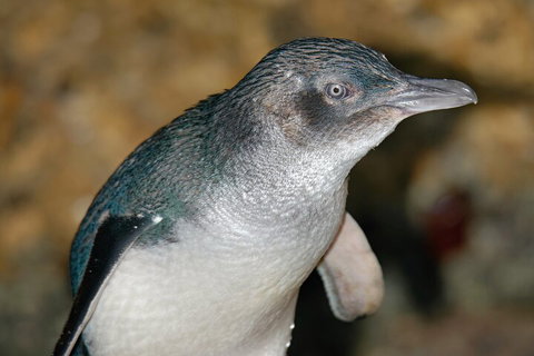 Healesville Sanctuary And Phillip Island Wildlife Bus Tour - Tourism Hervey Bay 4