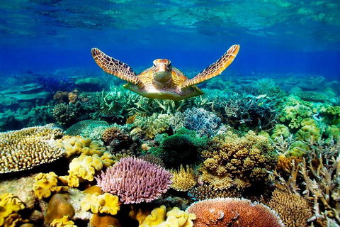 4-Day Cairns Ultimate Combo: Daintree Rainforest, Reef, Kuranda & Paronella Park - Hervey Bay Accommodation 3