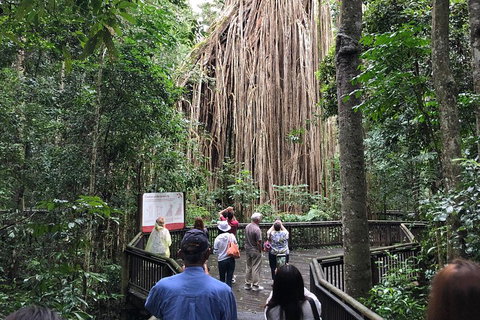 4-Day Cairns Ultimate Combo: Daintree Rainforest, Reef, Kuranda & Paronella Park - Hervey Bay Accommodation 5