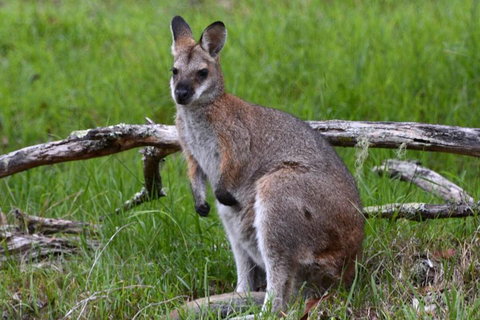 Ultimate Blue Mountains And Wildlife Tour - Hervey Bay Accommodation 0
