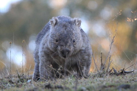 Ultimate Blue Mountains And Wildlife Tour - Hervey Bay Accommodation 3