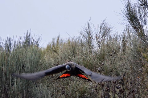 Ultimate Blue Mountains And Wildlife Tour - Hervey Bay Accommodation 5