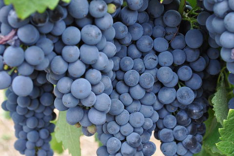 Barossa Valley Cellar Doors Luxury Wine Tour - Hervey Bay Accommodation 4