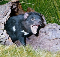 Private Blue Mountains Tour with Kangaroo and Koala Experience - Hervey Bay Accommodation