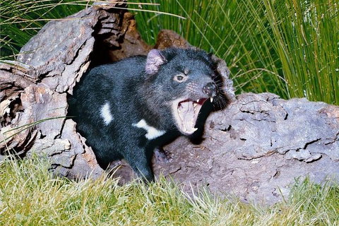 Private Blue Mountains Tour With Kangaroo And Koala Experience - Hervey Bay Accommodation 0