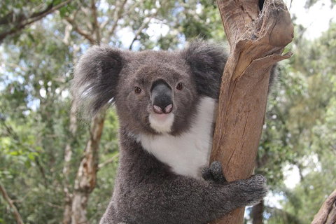 Private Blue Mountains Tour With Kangaroo And Koala Experience - Hervey Bay Accommodation 2