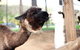 O'Reilly's & Lamington National Park Incl. Alpaca Farm + Vineyard - thumb 4